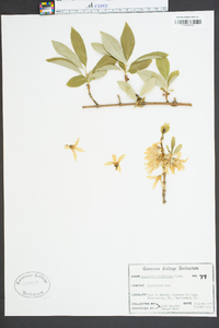 Forsythia viridissima image