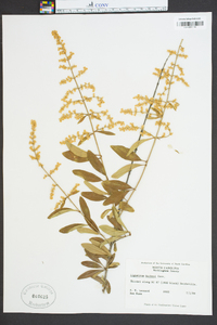 Ligustrum quihoui image