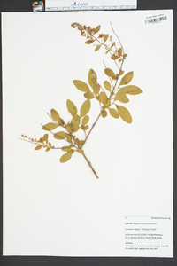 Ligustrum sinense image
