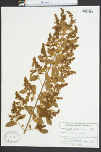 Ligustrum sinense image