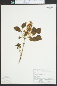 Syringa vulgaris image