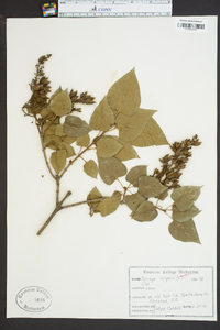 Syringa vulgaris image