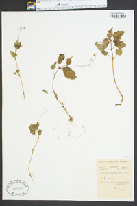 Circaea alpina image