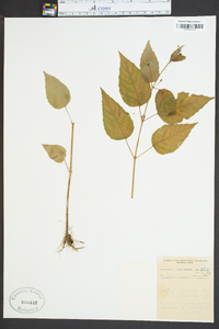 Circaea canadensis image