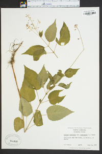 Circaea canadensis image