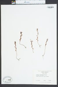 Ludwigia microcarpa image