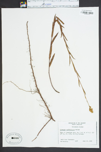 Ludwigia suffruticosa image