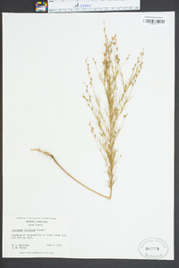 Oenothera linifolia image