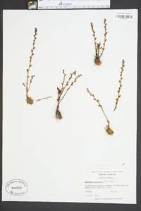 Epifagus virginiana image