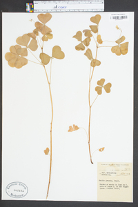 Oxalis grandis image