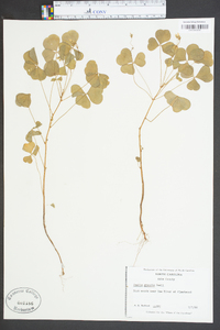 Oxalis grandis image