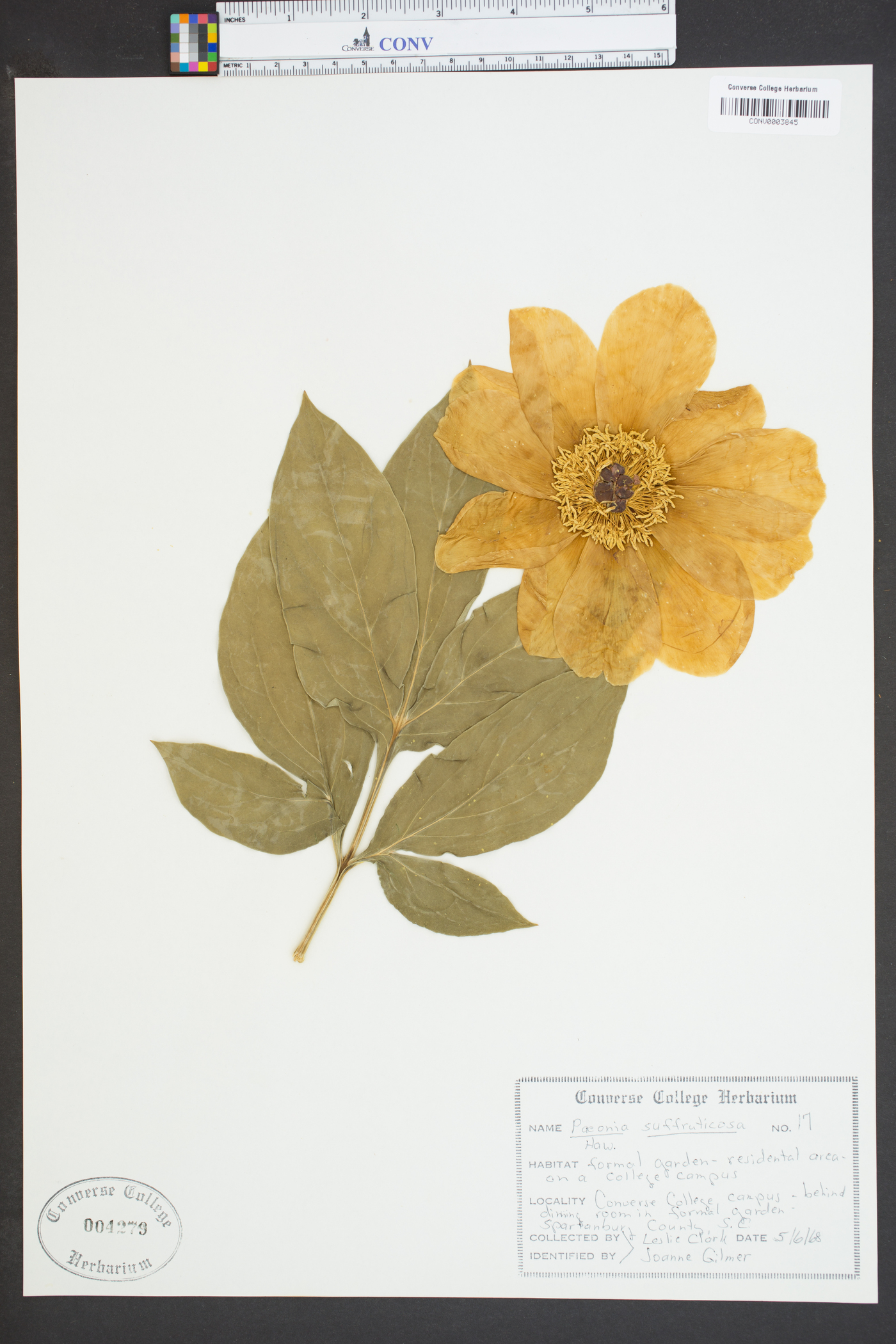 Paeonia suffruticosa image