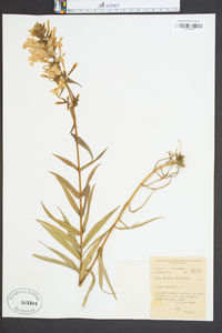 Phlox maculata image