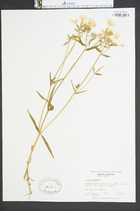 Phlox glaberrima image