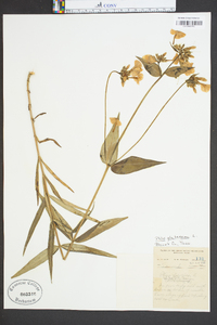 Phlox glaberrima image