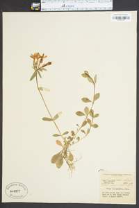 Phlox stolonifera image