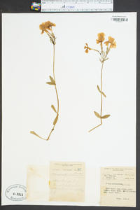 Phlox stolonifera image