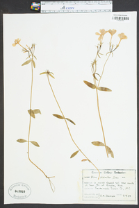 Phlox stolonifera image