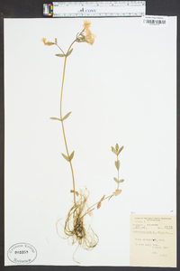 Phlox stolonifera image