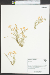 Phlox subulata image