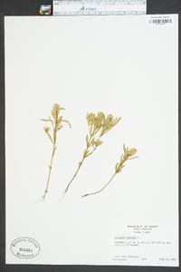 Polygala cruciata image