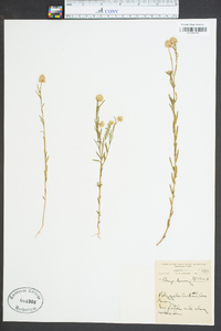 Polygala curtissii image