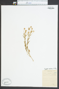 Polygala curtissii image