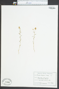 Polygala curtissii image