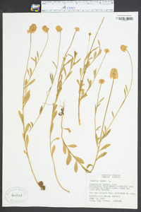 Polygala lutea image