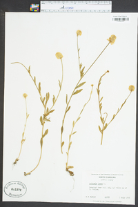 Polygala lutea image