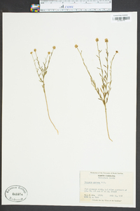 Polygala mariana image