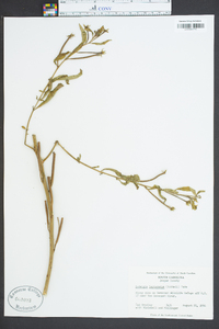 Ludwigia leptocarpa image