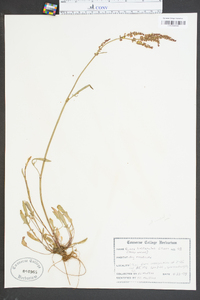 Rumex hastatulus image