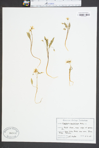 Claytonia caroliniana image