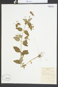 Lysimachia radicans image