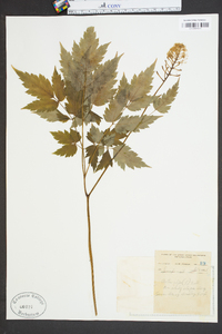 Actaea alba image