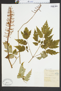 Actaea alba image