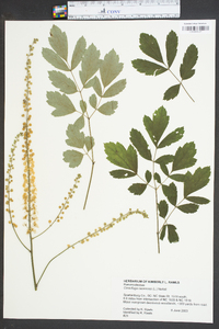 Actaea racemosa image