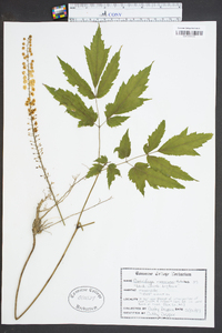 Actaea racemosa image