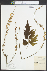 Actaea racemosa image