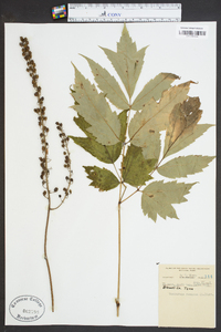 Actaea racemosa image