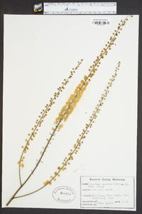 Actaea racemosa image