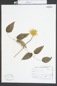 Clematis crispa image