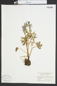 Delphinium tricorne image