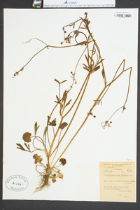 Ranunculus allegheniensis image