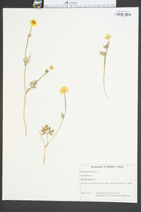 Ranunculus bulbosus image