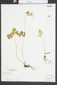 Thalictrum clavatum image