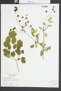 Thalictrum coriaceum image