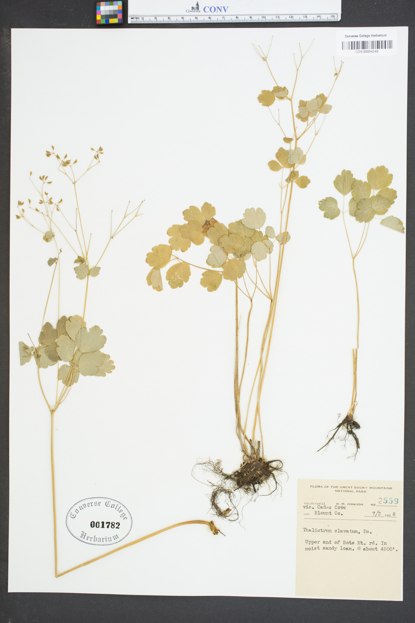 Thalictrum clavatum image