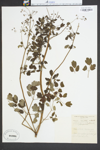 Thalictrum polygamum image